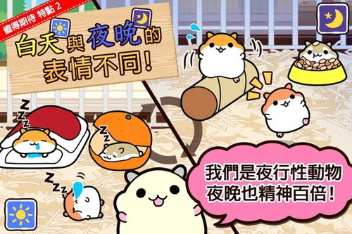 阿尼亚养仓鼠 